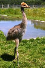 White Red Black - 12th June 2014